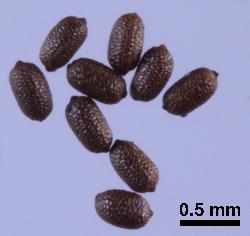 Hypericum humifusum seeds.
 © Landcare Research 2010 